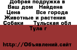 Добрая подружка,в Ваш дом!!!Найдена › Цена ­ 10 - Все города Животные и растения » Собаки   . Тульская обл.,Тула г.
